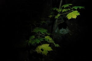 light painting - Trees