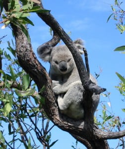 Koala in a gum tree